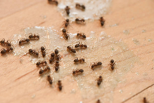 Pest Control Cost in Shady Cove, OR